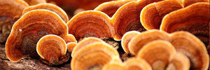 Reishi | Uses, Benefits, Side Effects of the Reishi Mushroom