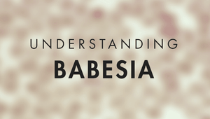 Understanding Babesia